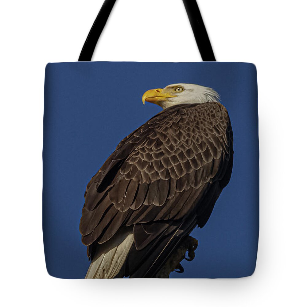 Minnowbrook Eagle Tote Bag featuring the photograph Diligence by Al Griffin