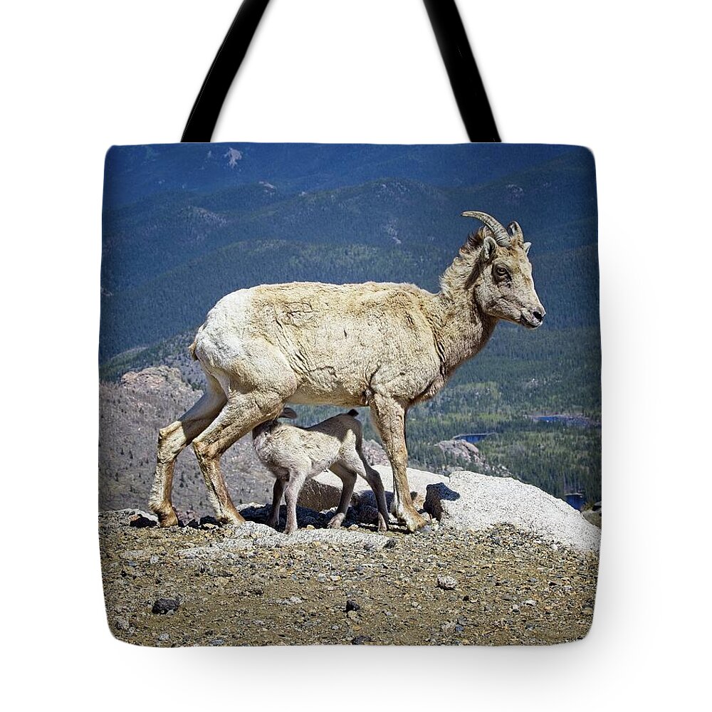 Colorado Tote Bag featuring the photograph Dinner Time by Ronald Lutz