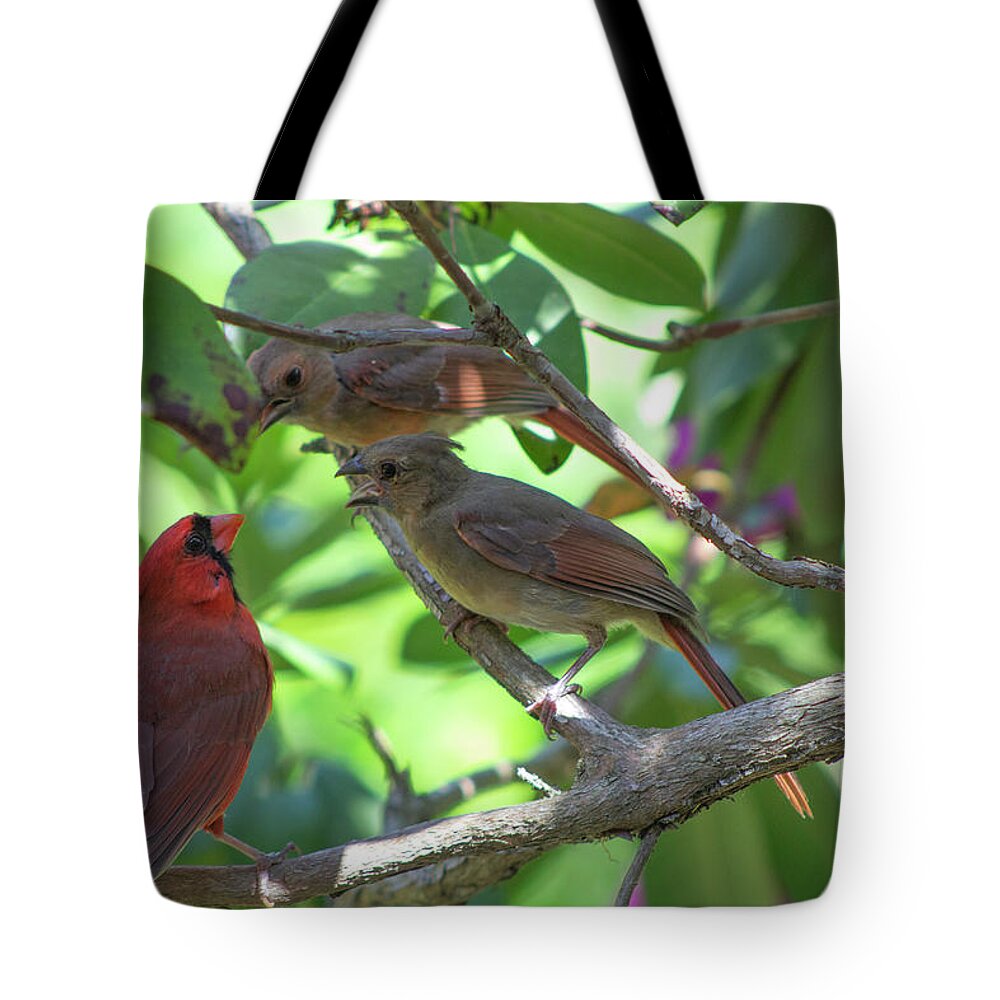 Bird Tote Bag featuring the photograph Discussion by Geoff Jewett