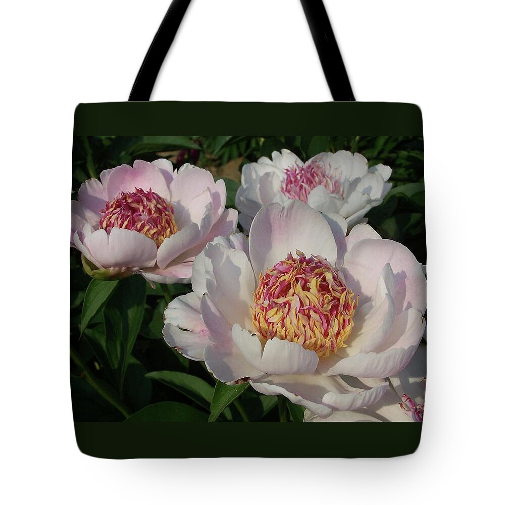 Peony Tote Bag featuring the photograph Do Tell in the Morning by Stephanie Weber