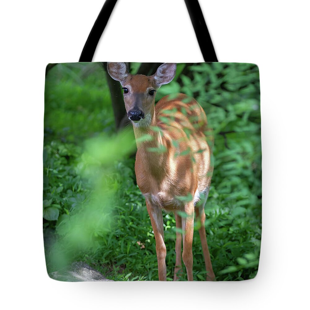 White-tailed Deer Tote Bag featuring the photograph Curious Doe by Chris Scroggins