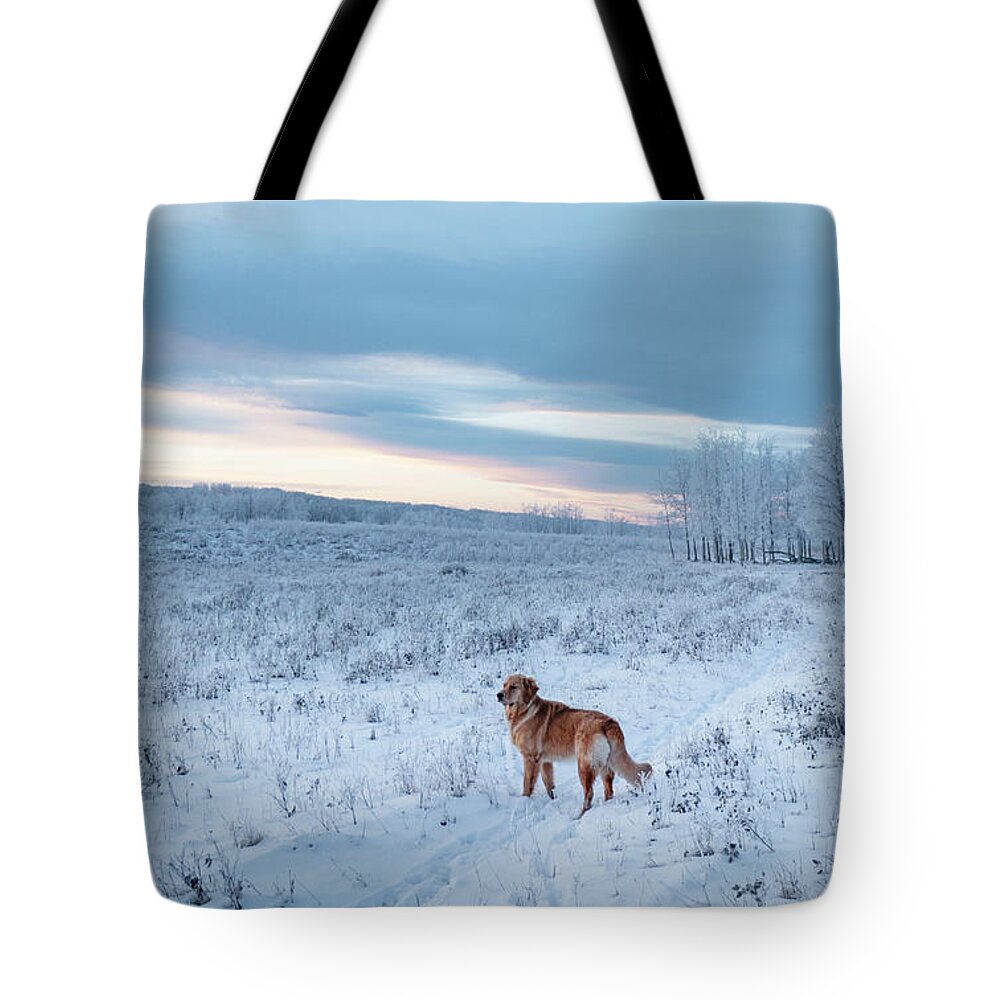 Dog Tote Bag featuring the photograph Dog in an Alberta winter pasture by Karen Rispin