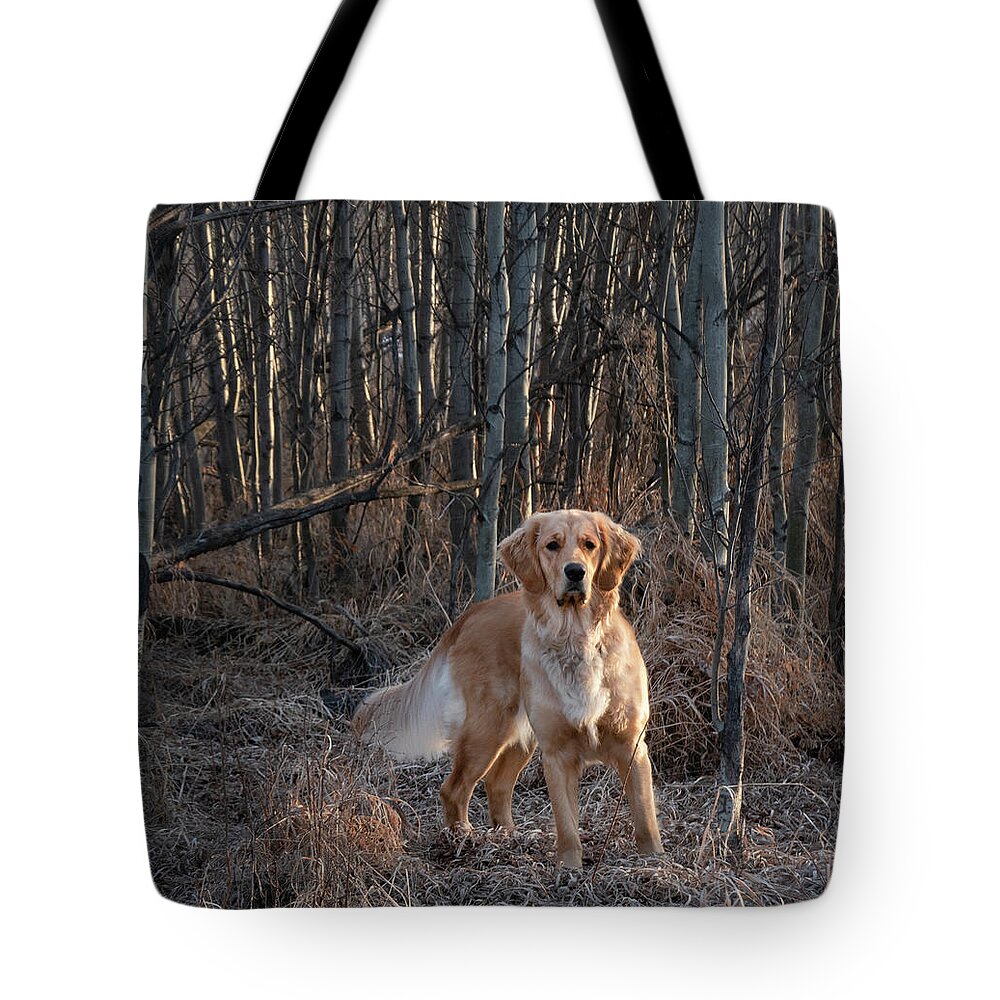 Dog Tote Bag featuring the photograph Dog In The Woods by Karen Rispin