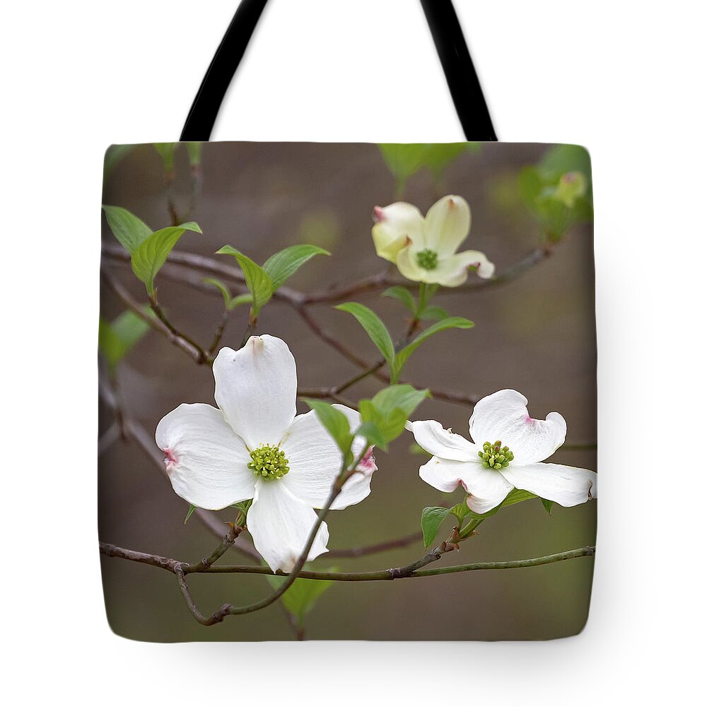 Dogwood Tote Bag featuring the photograph Dogwood In Spring #3 by Mindy Musick King