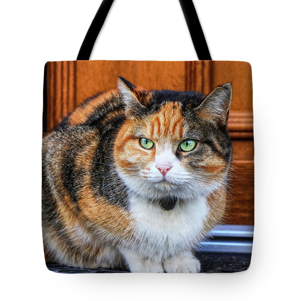 Liza Tote Bag featuring the photograph Domestic angry cat sitting in front of entry door. Kitten is pissed off. Colourful Felis catus waiting on open door. Angry cat face. Green eye. Cat has small bell around neck by Vaclav Sonnek