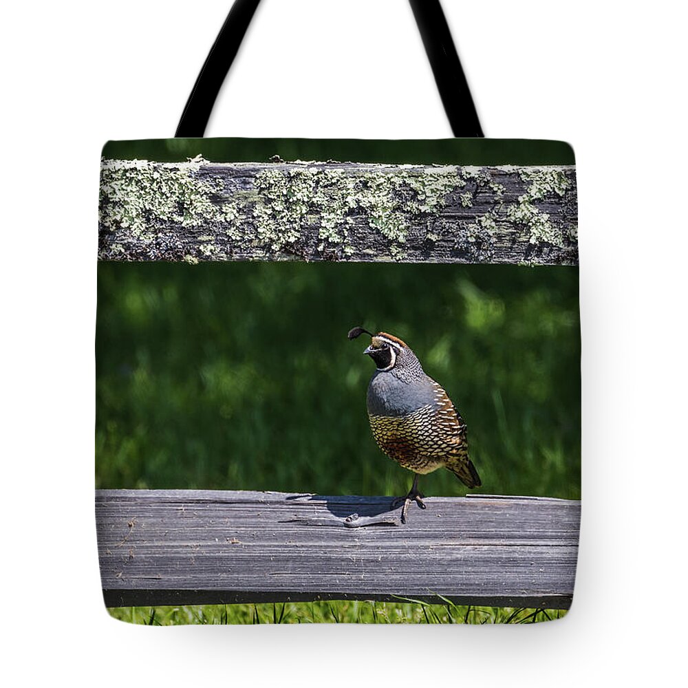 Bird Tote Bag featuring the photograph Don't Fence Me In by Laura Roberts