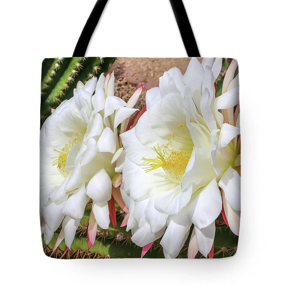 Argentine Giant Cactus Tote Bag featuring the photograph Double Argentine Cactus Blooms by Dawn Richards
