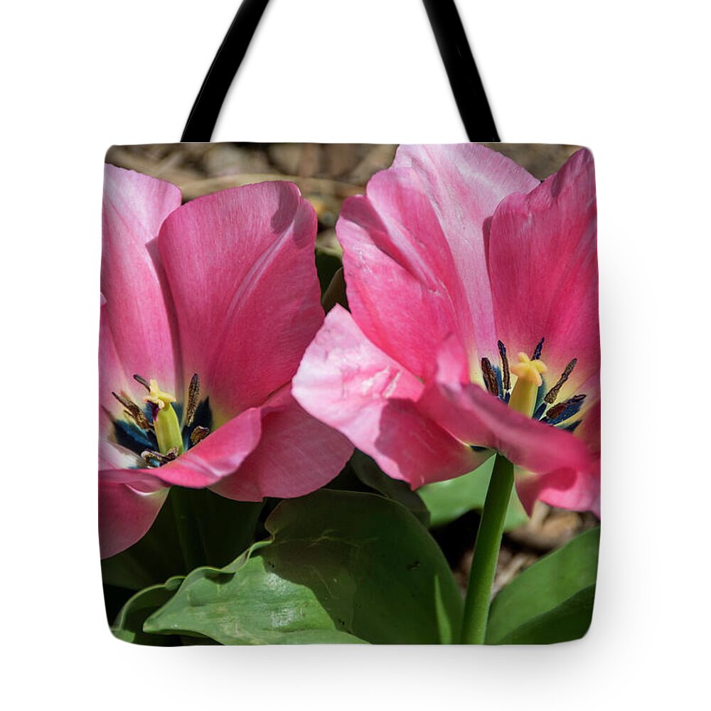 Debra Martz Tote Bag featuring the photograph Double Pink Tulips by Debra Martz