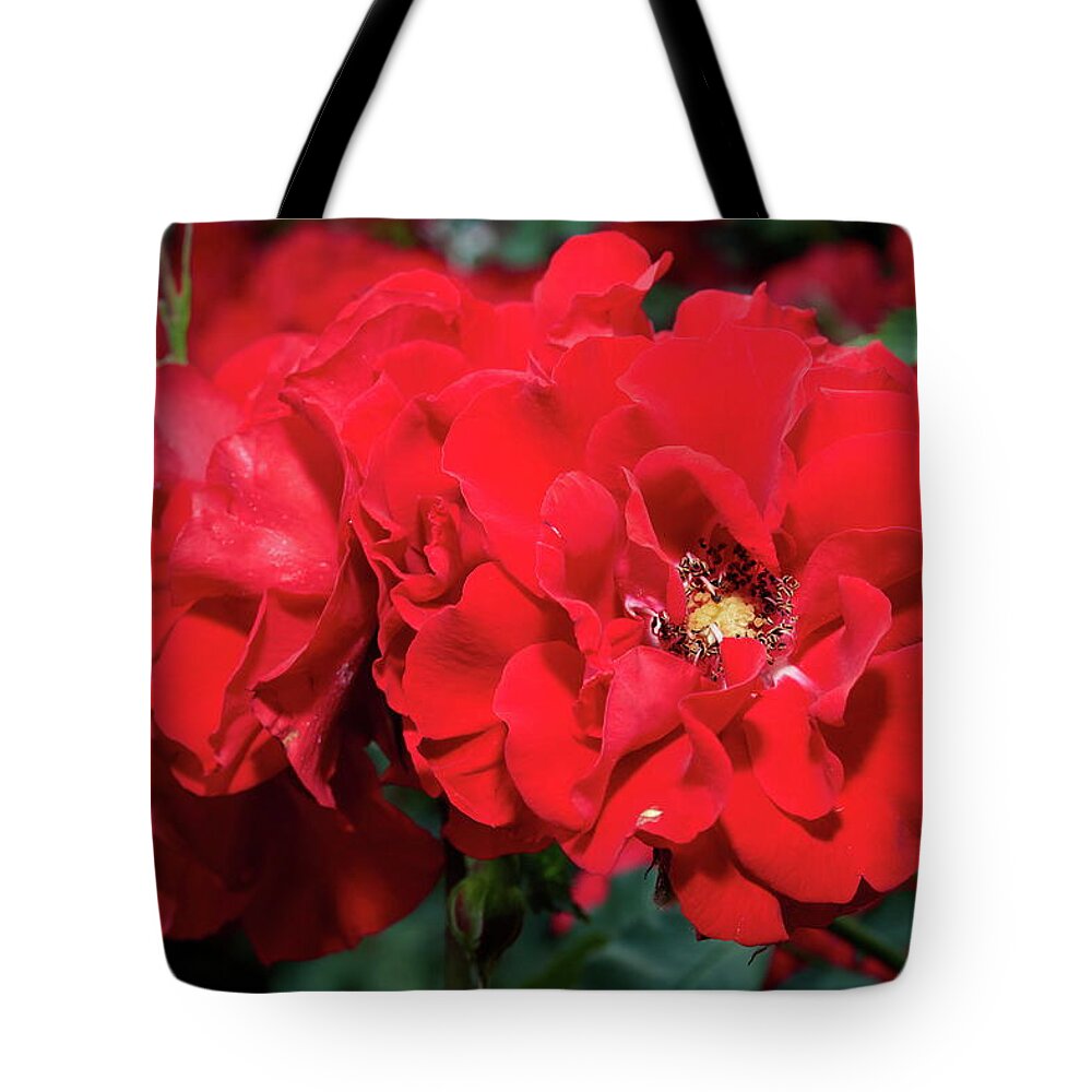 Finland Tote Bag featuring the photograph Double red roses by Jouko Lehto