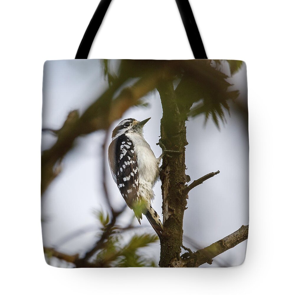Bird Tote Bag featuring the photograph Downy Woodpecker by David Beechum