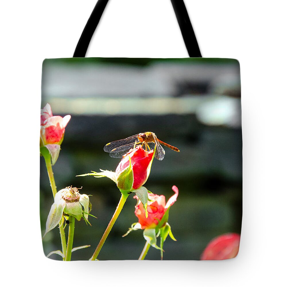Red And Copper Dragonfly Tote Bag featuring the photograph Dragonfly on Coral Rose by Kristin Hatt
