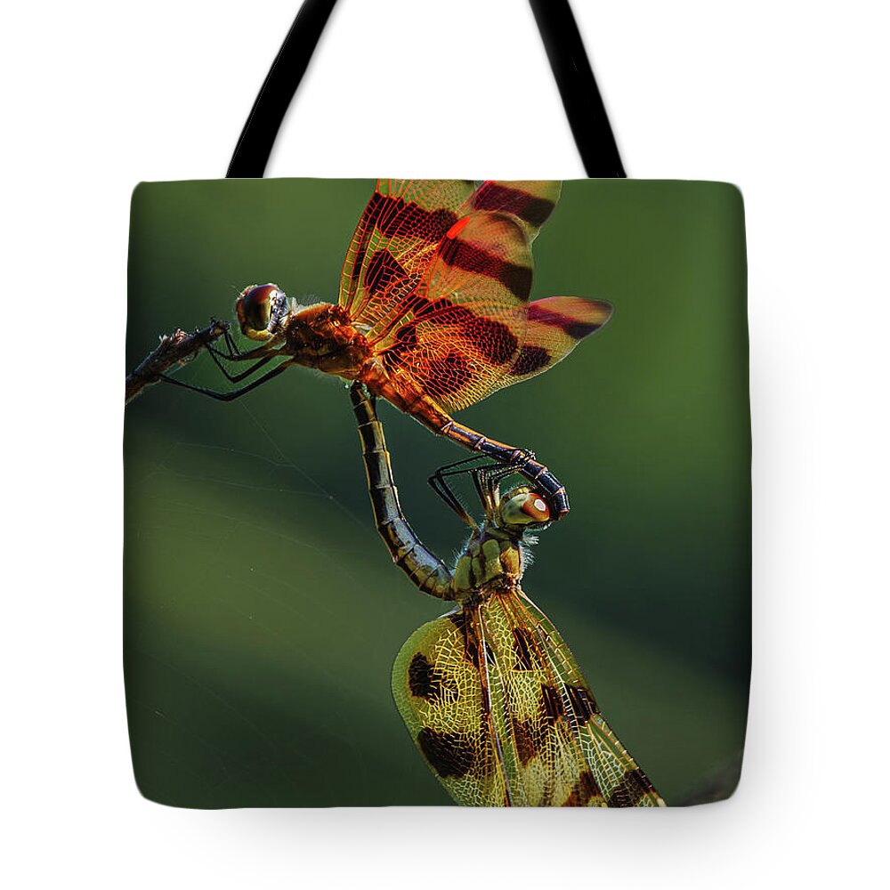 Dragonfly Tote Bag featuring the photograph Dragonfly Wheel by Grant Twiss