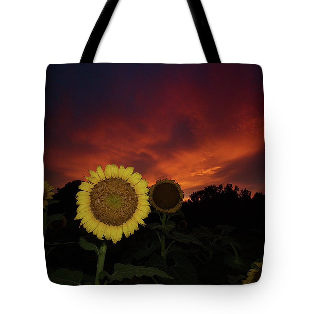 Gold Sunflowers Tote Bag featuring the photograph Drapers' Gold Sunflowers at Sunset by Daniel Brinneman