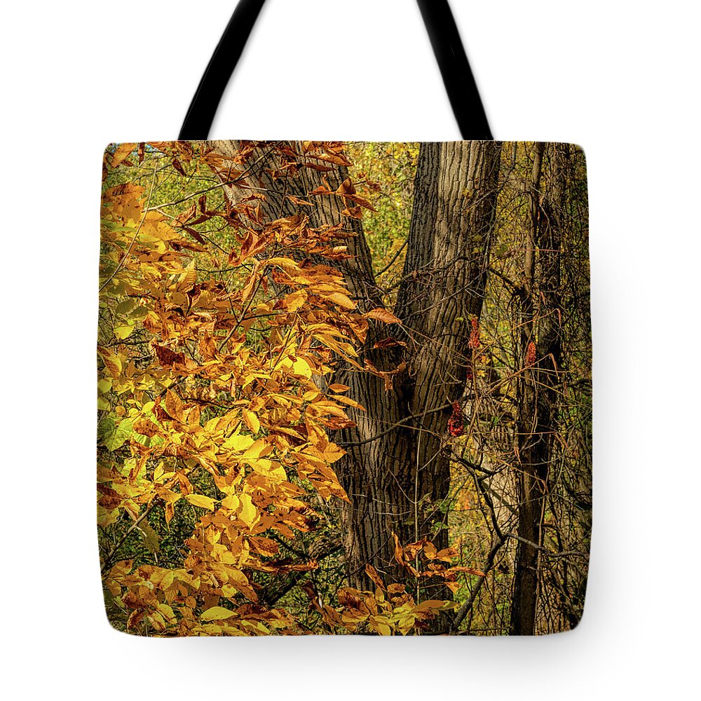 Beech Tote Bag featuring the photograph Dressed for Autumn by Rod Best