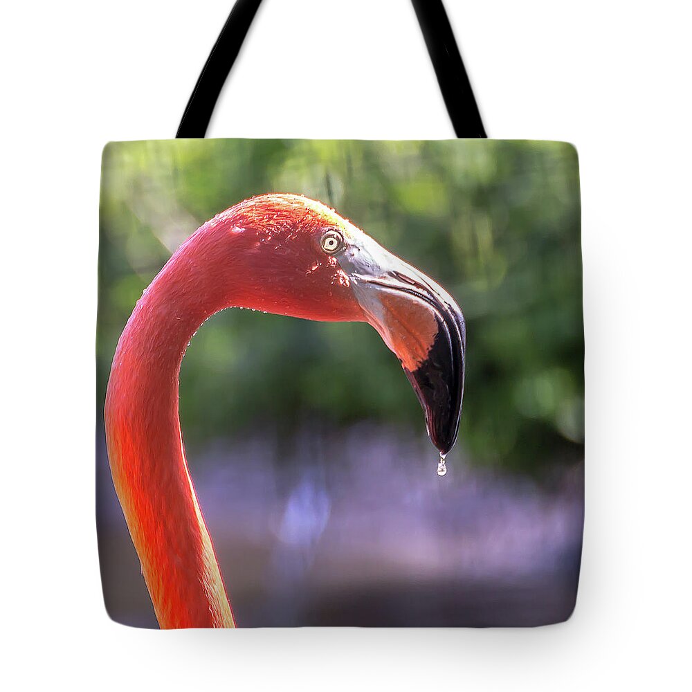 Zoo Tote Bag featuring the photograph Dripping flamingo by Robert Miller