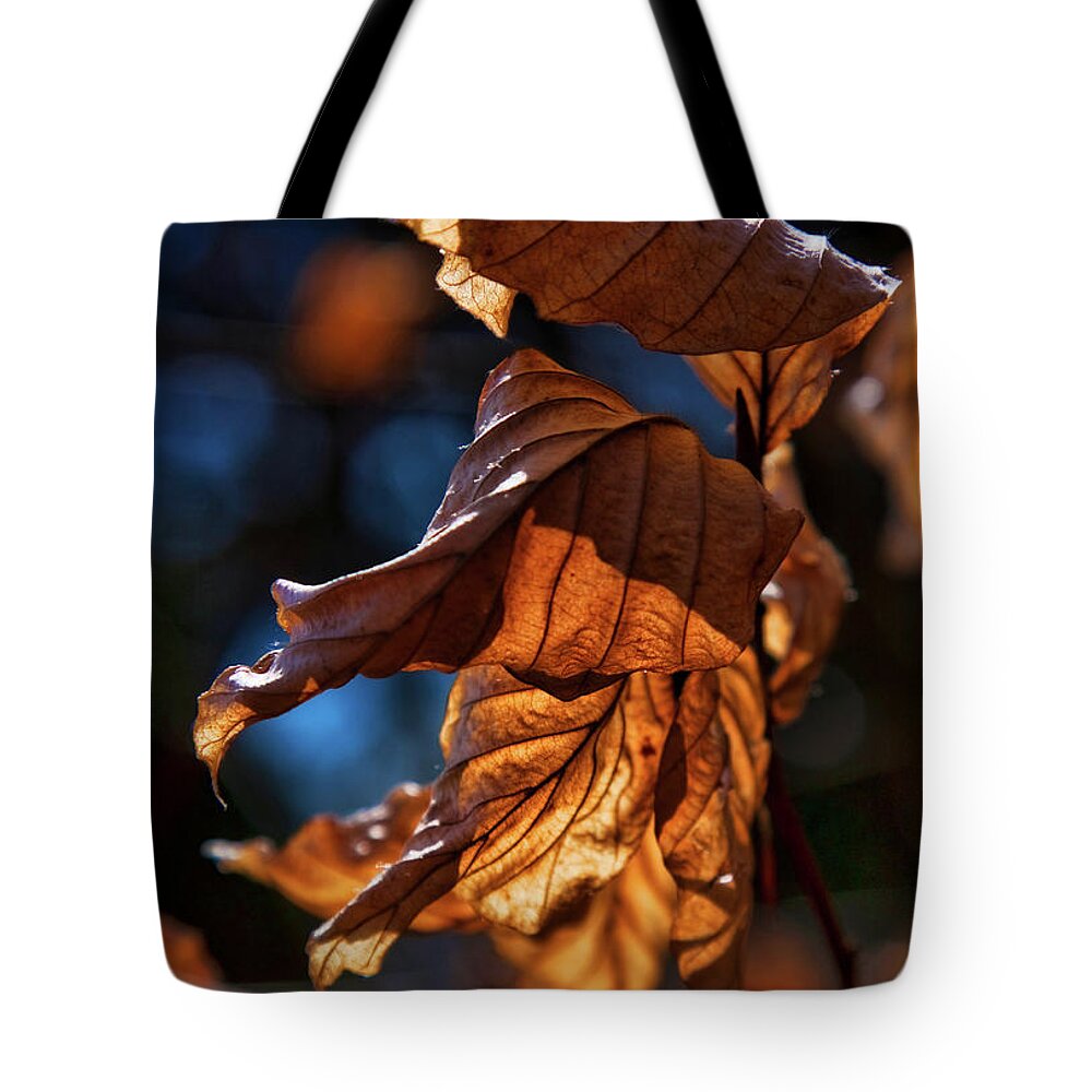 Dry Tote Bag featuring the photograph Dry autumn leaves in golden light by Tatiana Travelways