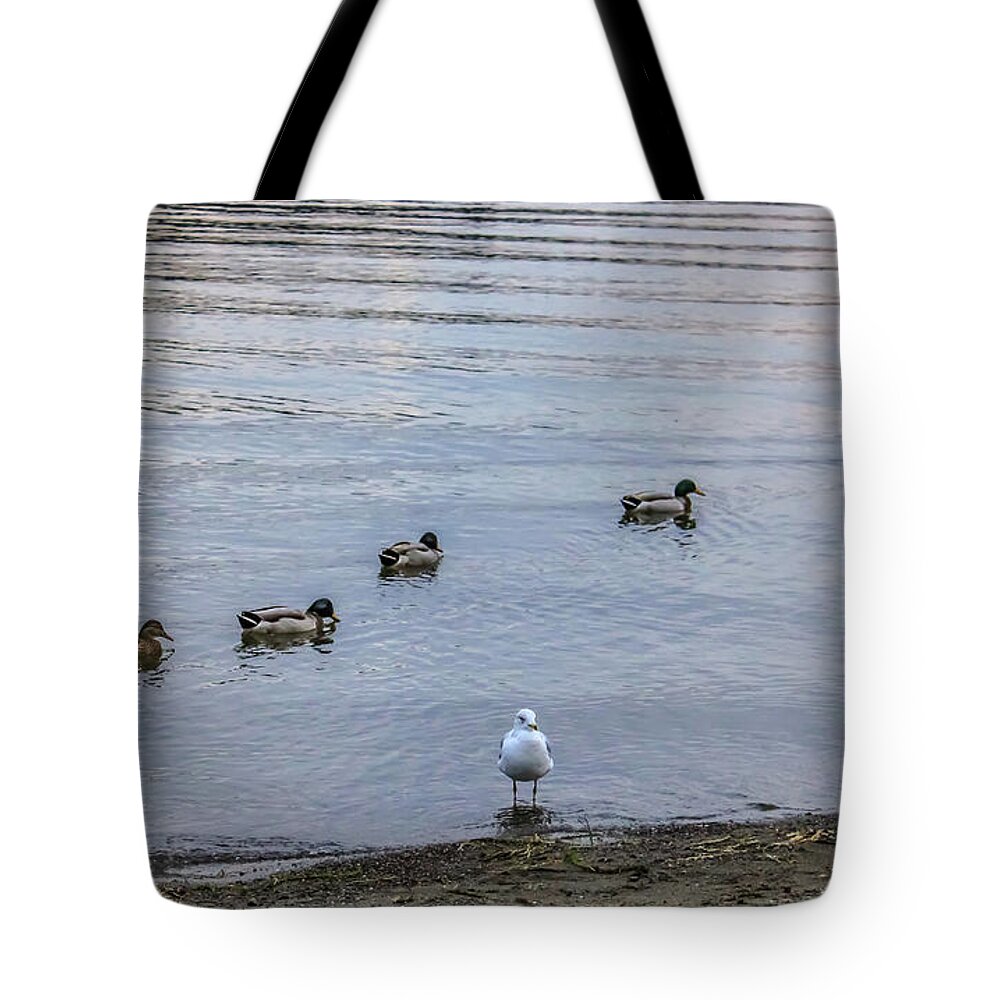 Ducks Tote Bag featuring the photograph Ducks by Anamar Pictures