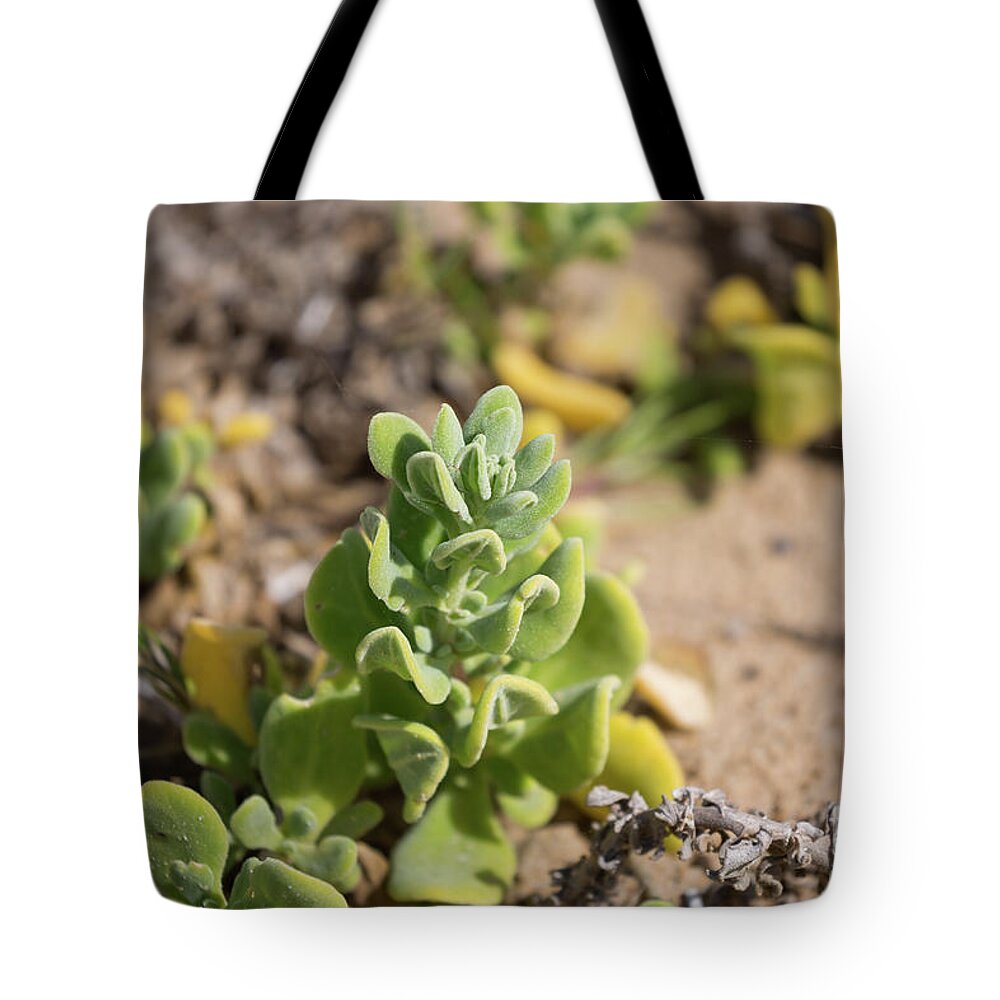 Dune Spinach Tote Bag featuring the photograph Dune Spinach by Eva Lechner
