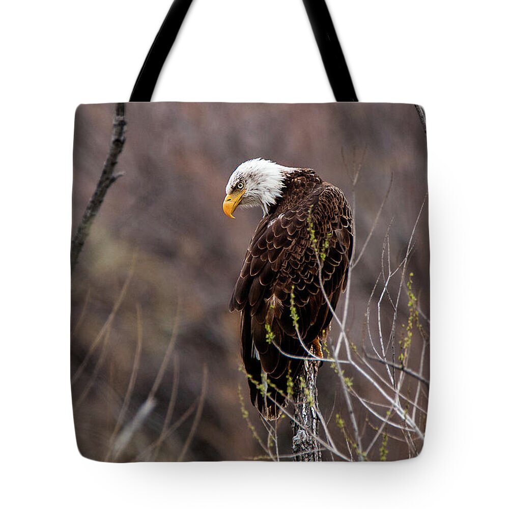 American Eagle Tote Bag featuring the photograph Eagle Eyed Hunter by American Landscapes