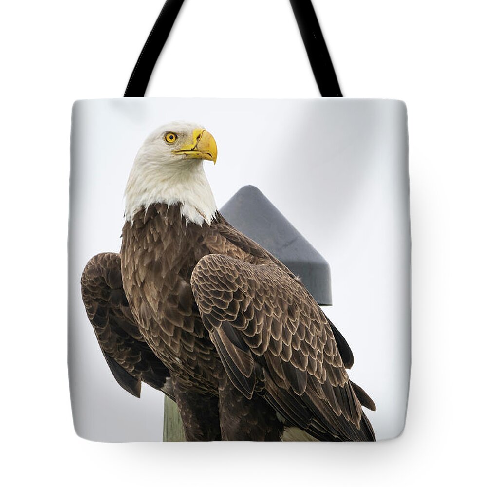 Eagle Tote Bag featuring the photograph Eagle Perched on Sign by Tom Claud