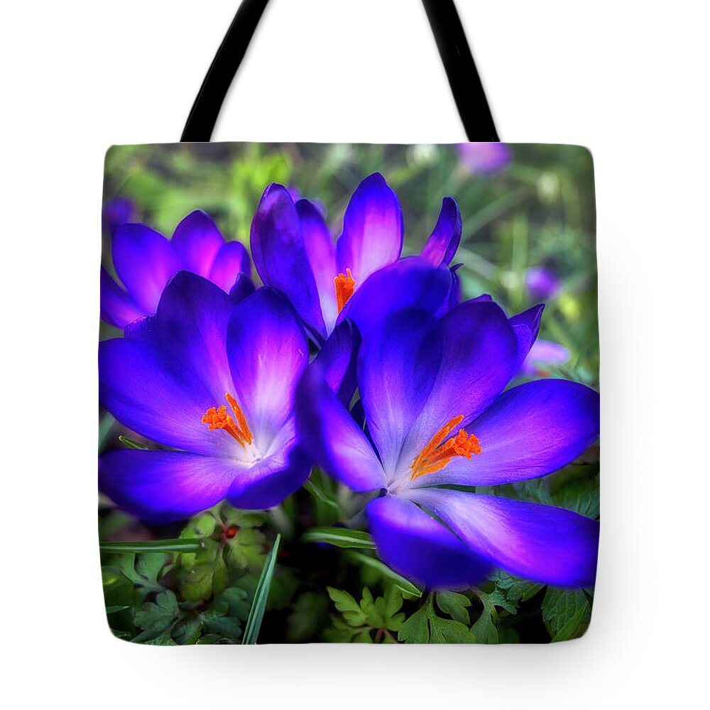 Flower Tote Bag featuring the photograph Early Crocus by Micah Offman