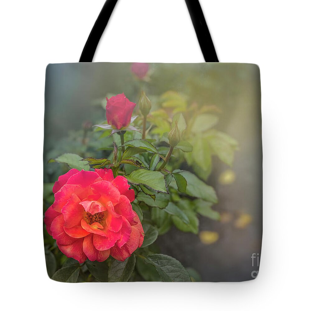 Rose Tote Bag featuring the photograph Early Morning Roses by Shelia Hunt