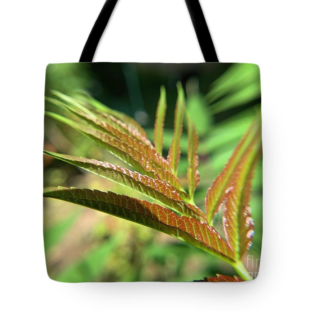 Sumac Tote Bag featuring the photograph Early Spring Sumac Leaf by Catherine Wilson