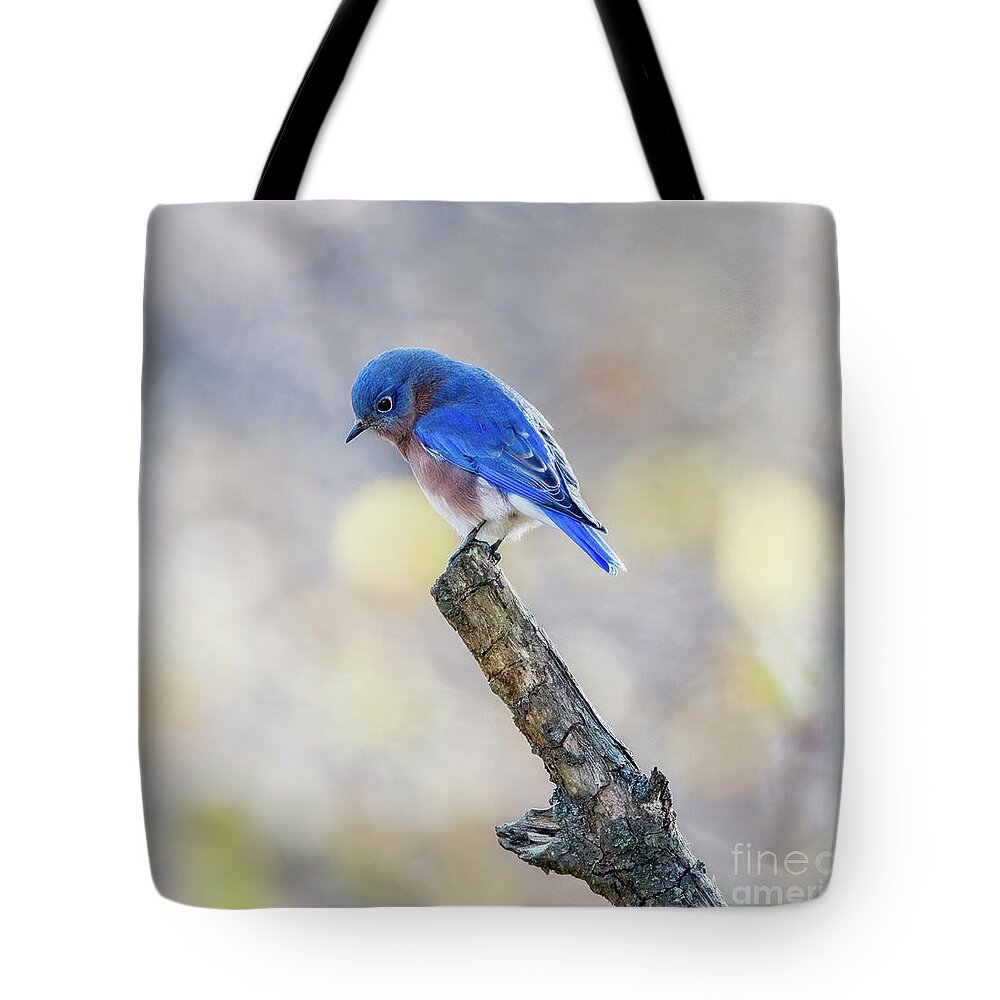 Bluebird Tote Bag featuring the photograph Eastern Bluebird Bowed in Prayer by Sandra Rust
