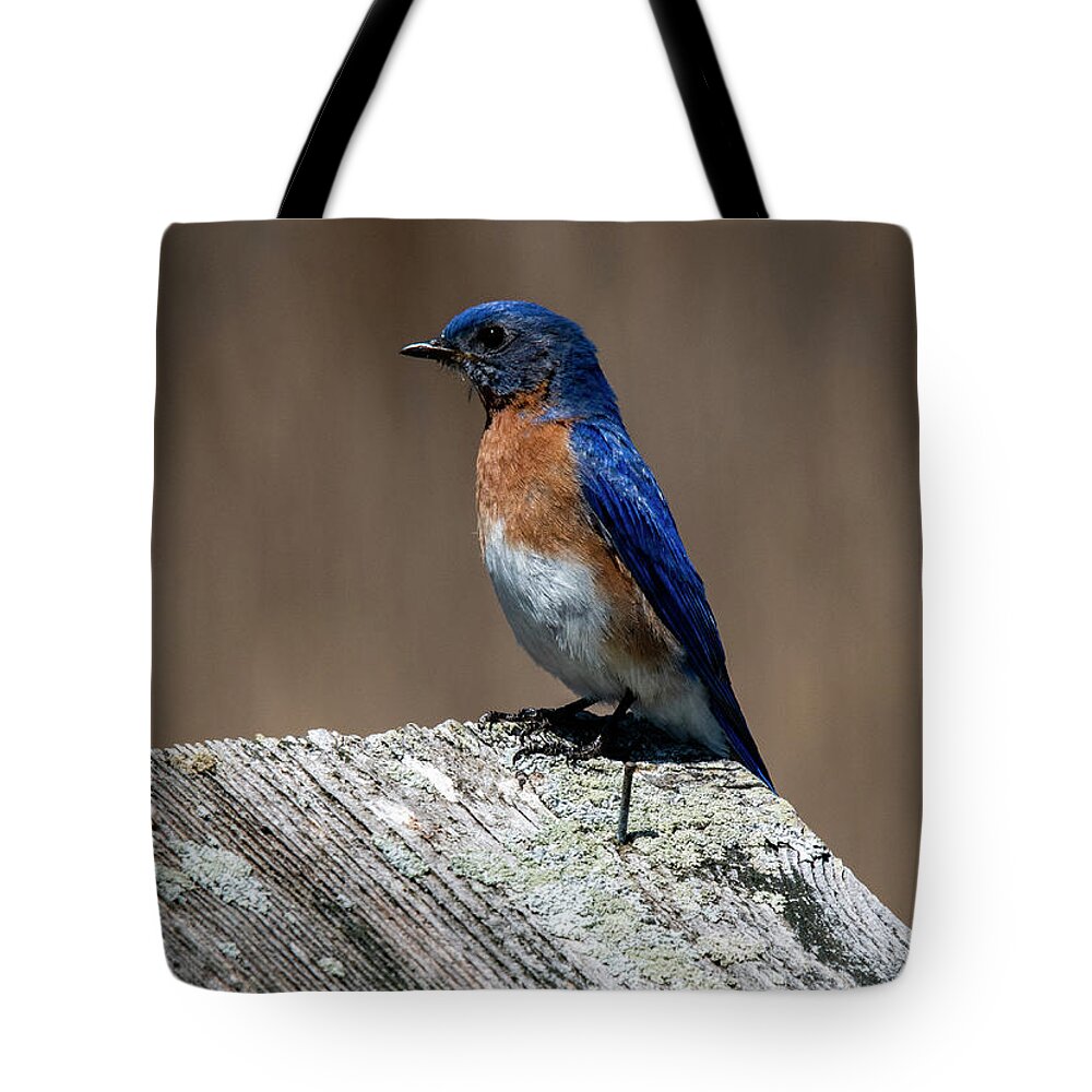 Bird Tote Bag featuring the photograph Eastern Bluebird by Cathy Kovarik