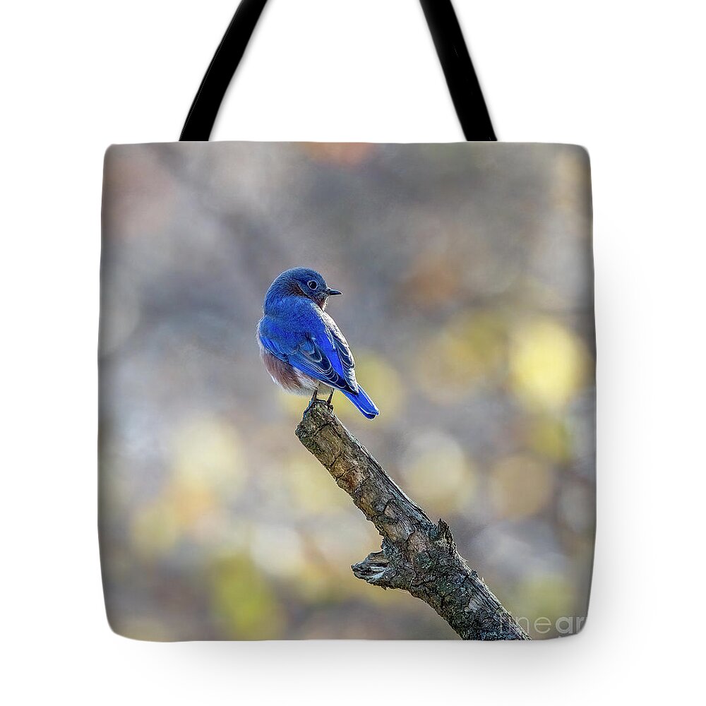 Bluebird Tote Bag featuring the photograph Eastern Bluebird in a Ray of Sunshine by Sandra Rust