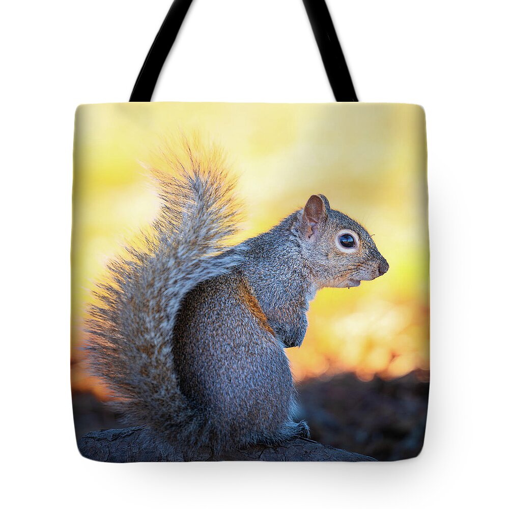 Grey Squirrel Tote Bag featuring the photograph Eastern Gray Squirrel Portrait by Jordan Hill