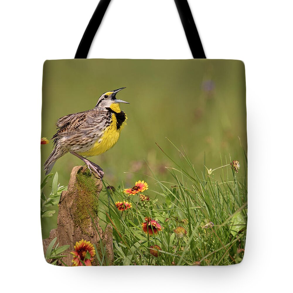 00563400 Tote Bag featuring the photograph Eastern Meadowlark Calling by Alan Murphy