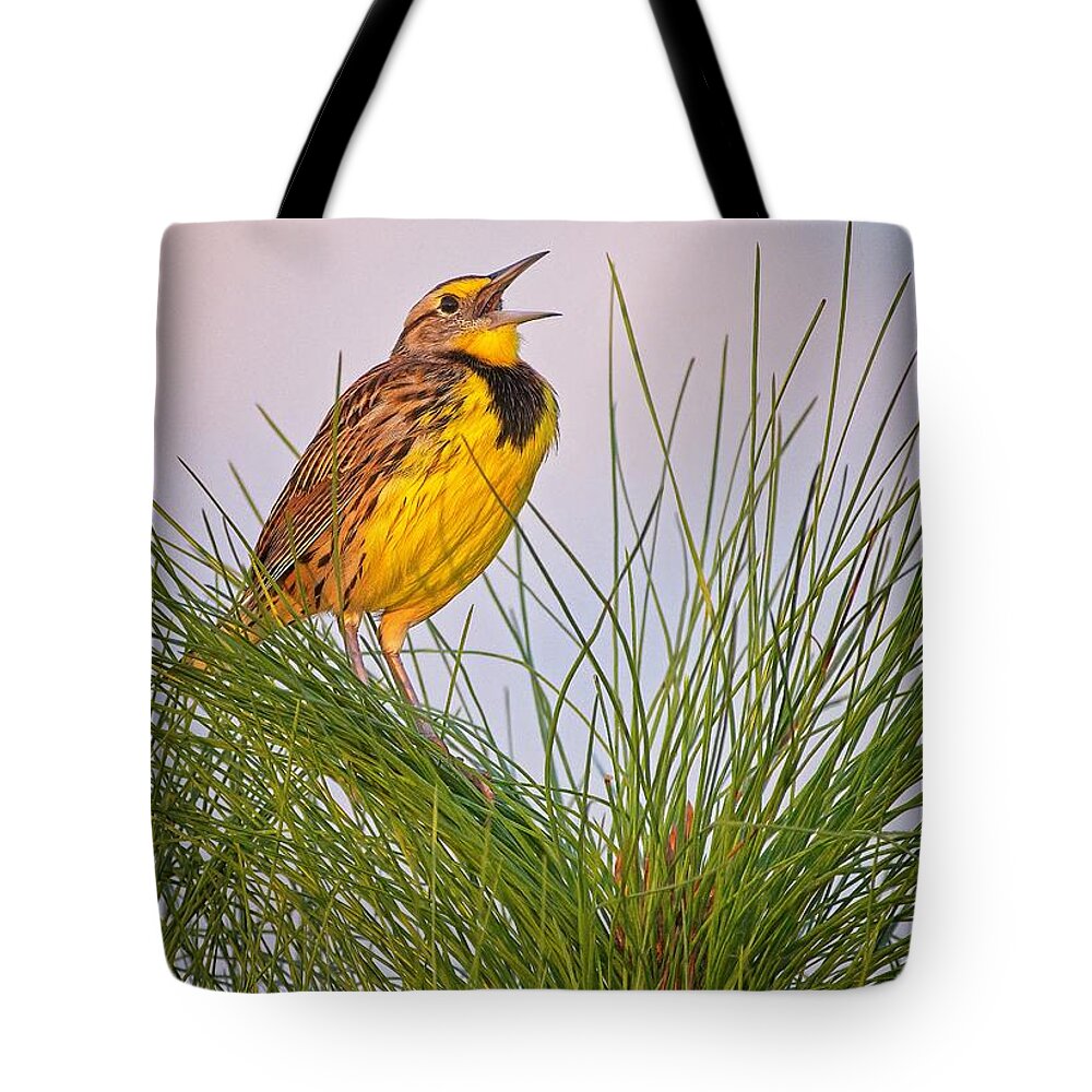 Bird Tote Bag featuring the photograph Eastern Meadowlark by Steve DaPonte