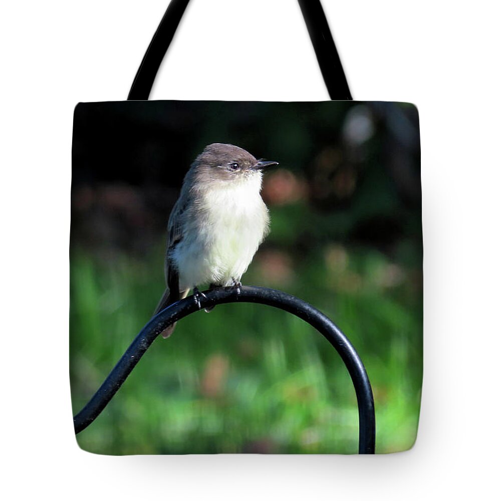 Birds Tote Bag featuring the photograph Eastern Phoebe by Linda Stern