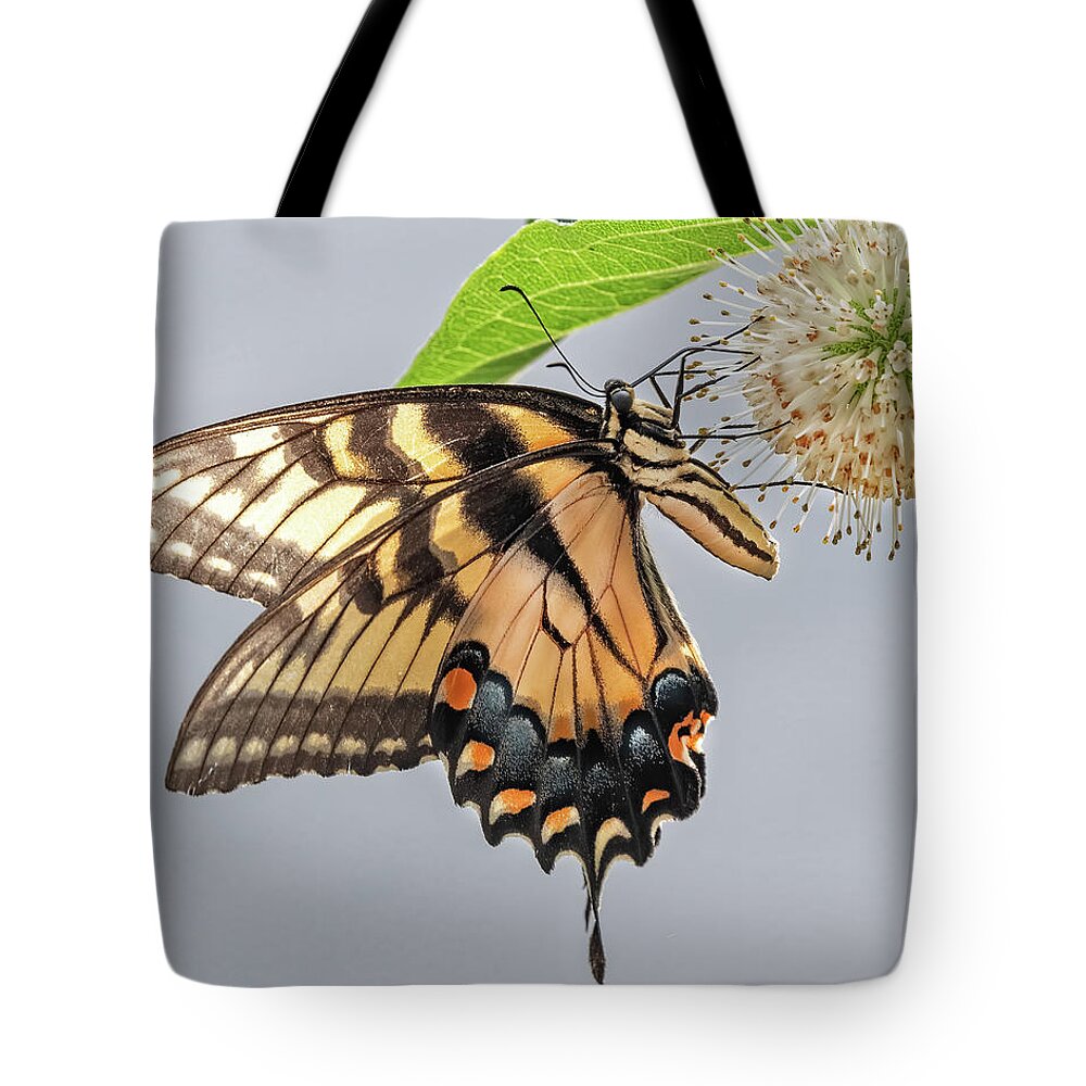 Eastern Tote Bag featuring the photograph Eastern Tiger Swallowtail by Fon Denton