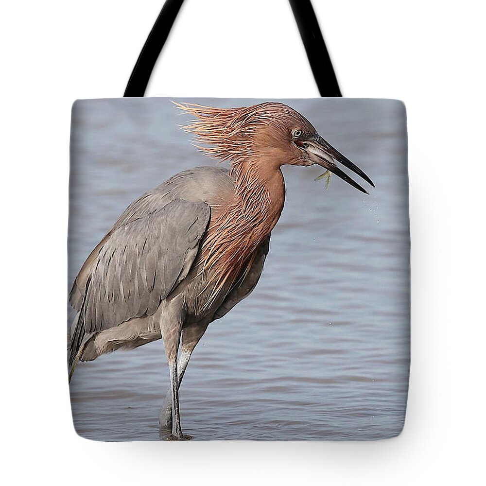 Reddish Egret Tote Bag featuring the photograph Eating a Fish May Need Greater Efforts by Mingming Jiang