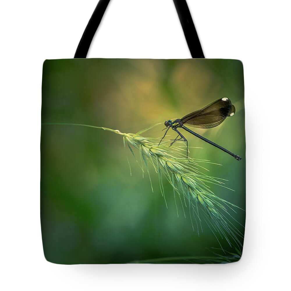 Ebony Jewelwing Tote Bag featuring the photograph Black Winged Damselfly by Allin Sorenson