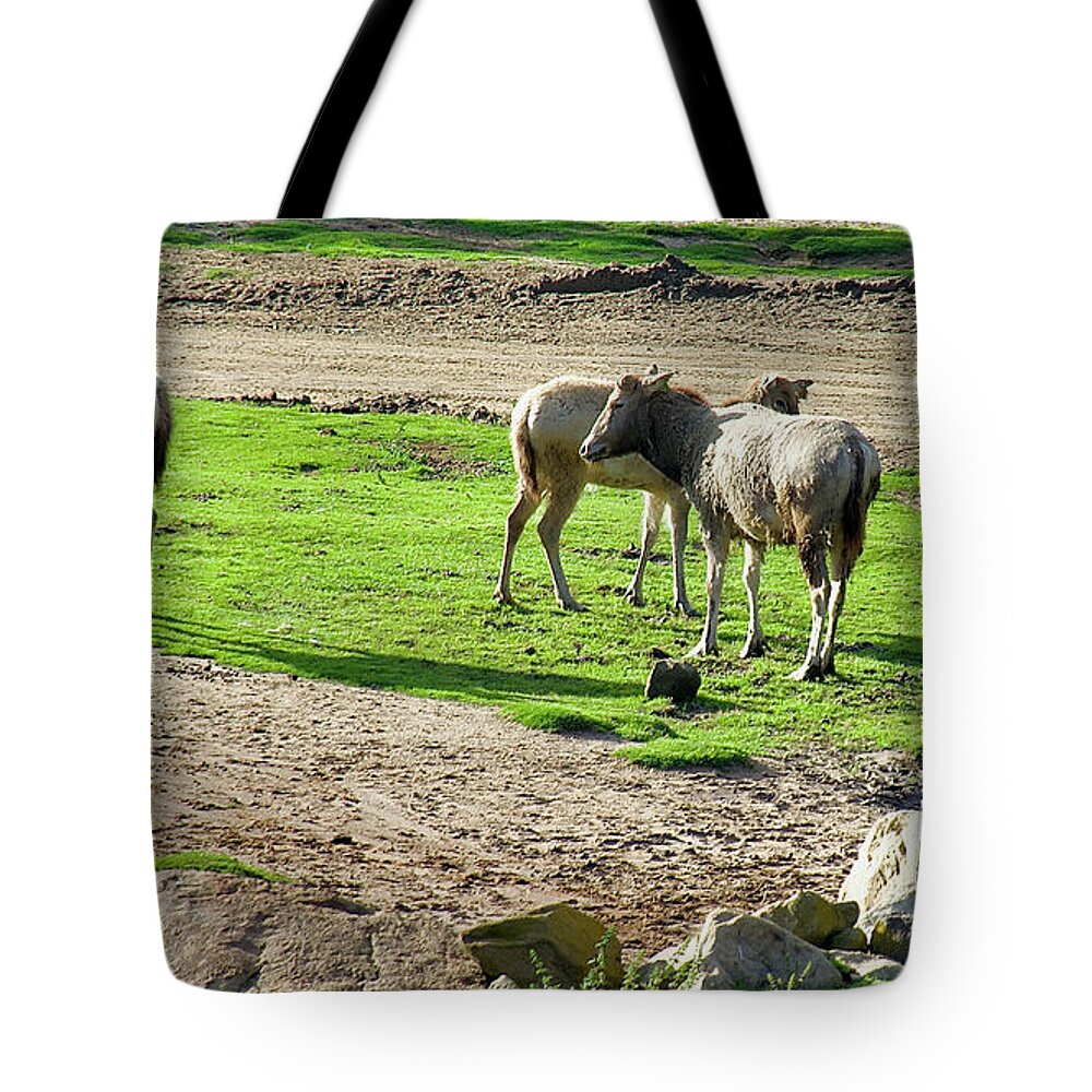 Elands Grazing In San Diego Zoo Safari Park Tote Bag featuring the photograph Elands Grazing in San Diego Zoo Safari Park, California. by Ruth Hager