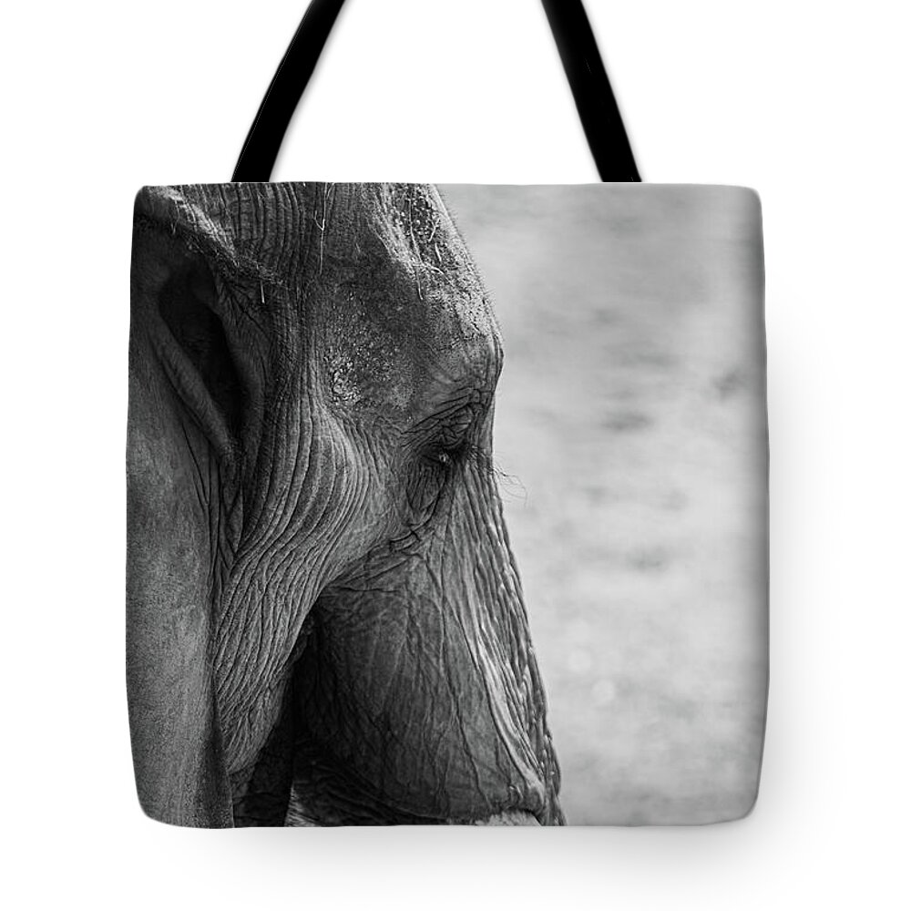 Elephant Tote Bag featuring the photograph Elephant by Jamie Tyler