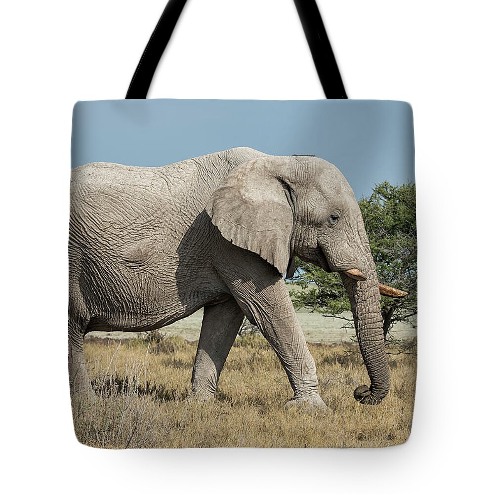 African Elephants Tote Bag featuring the photograph Elephant Walking with a Stick on Its Head, No. 1 by Belinda Greb