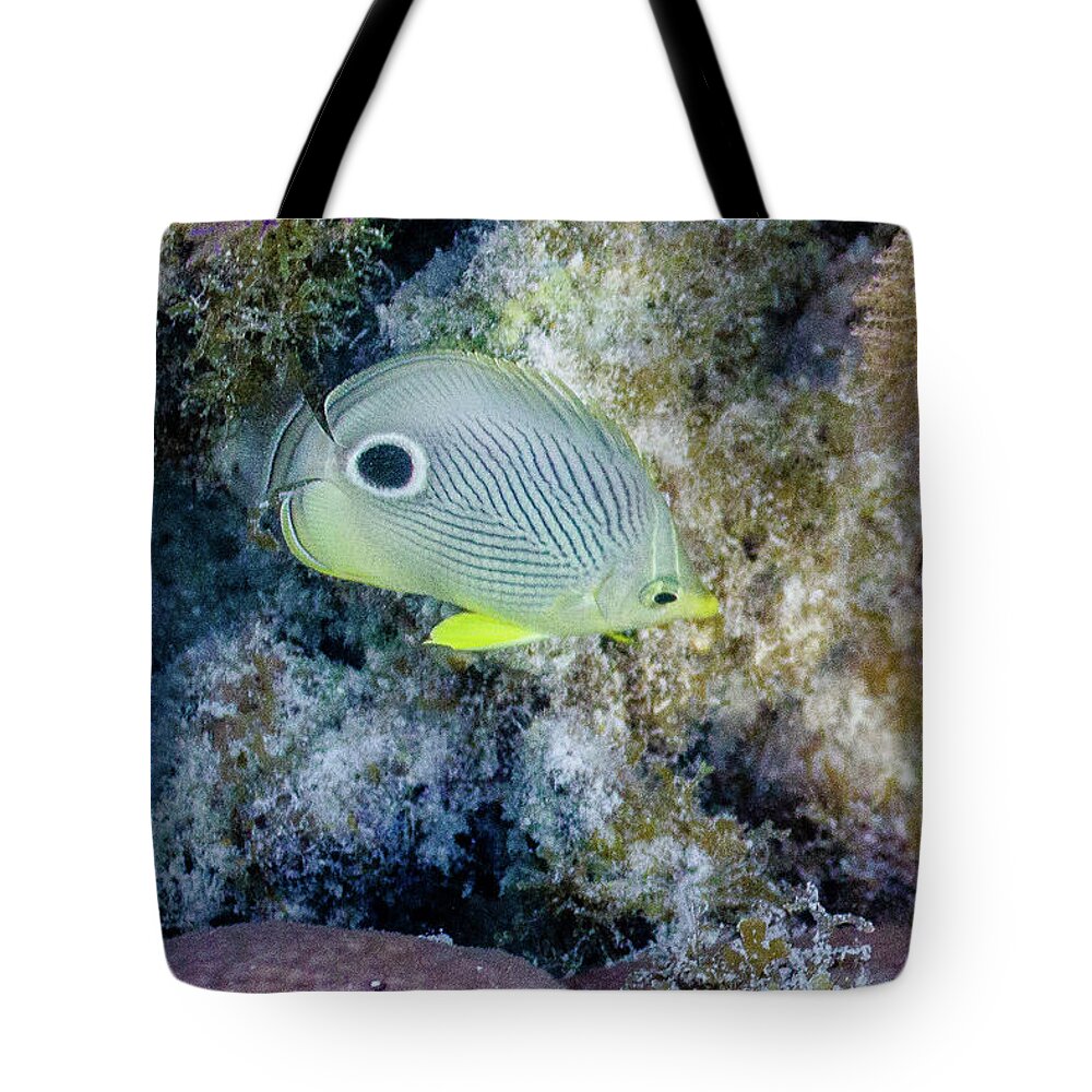 Animals Tote Bag featuring the photograph Eligible by Lynne Browne