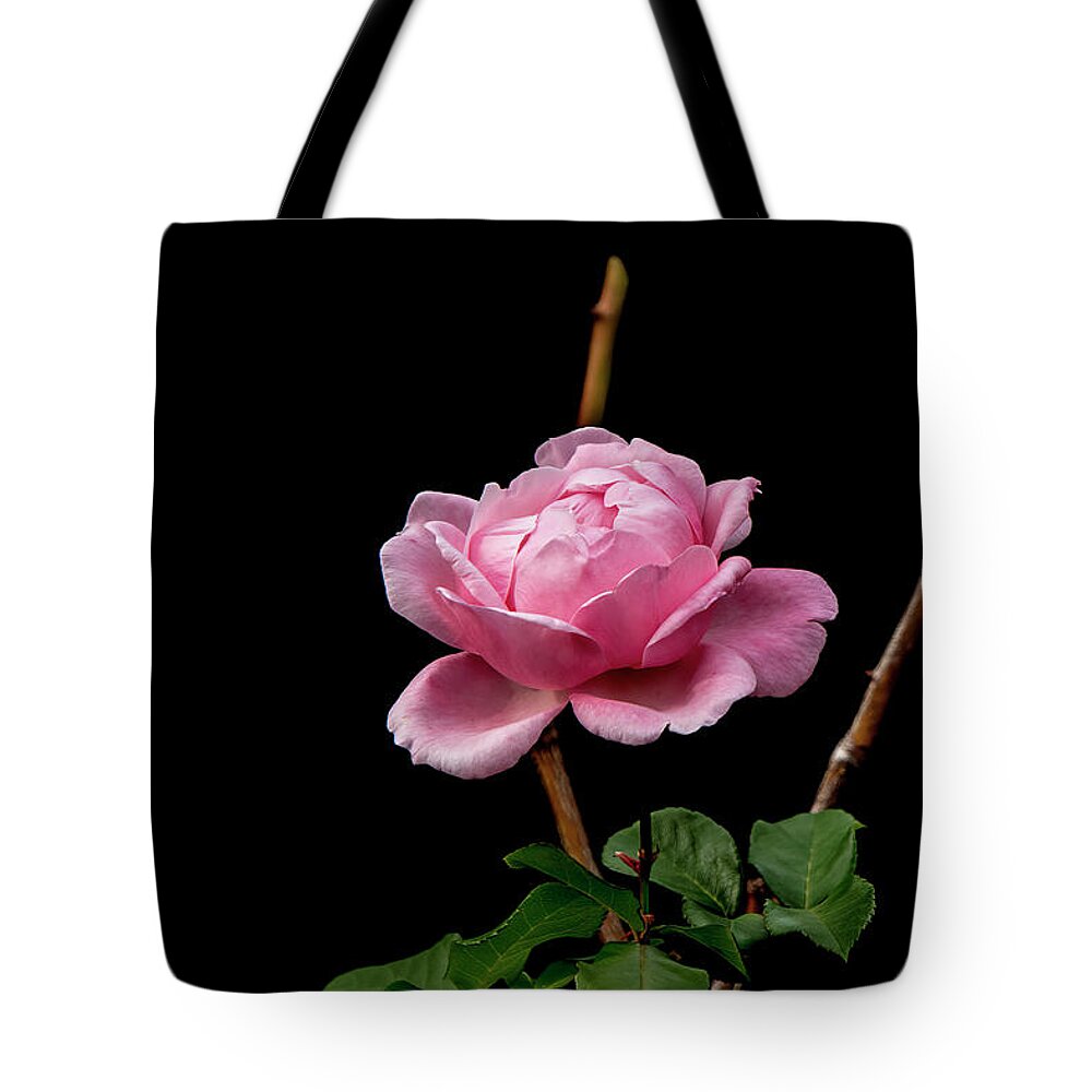Rose Tote Bag featuring the photograph Pink Rose 3 by Elaine Teague