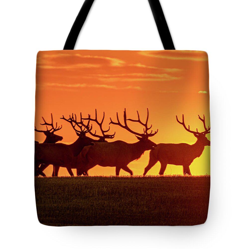 Elk Tote Bag featuring the photograph Elk At Sunrise by Gary Beeler