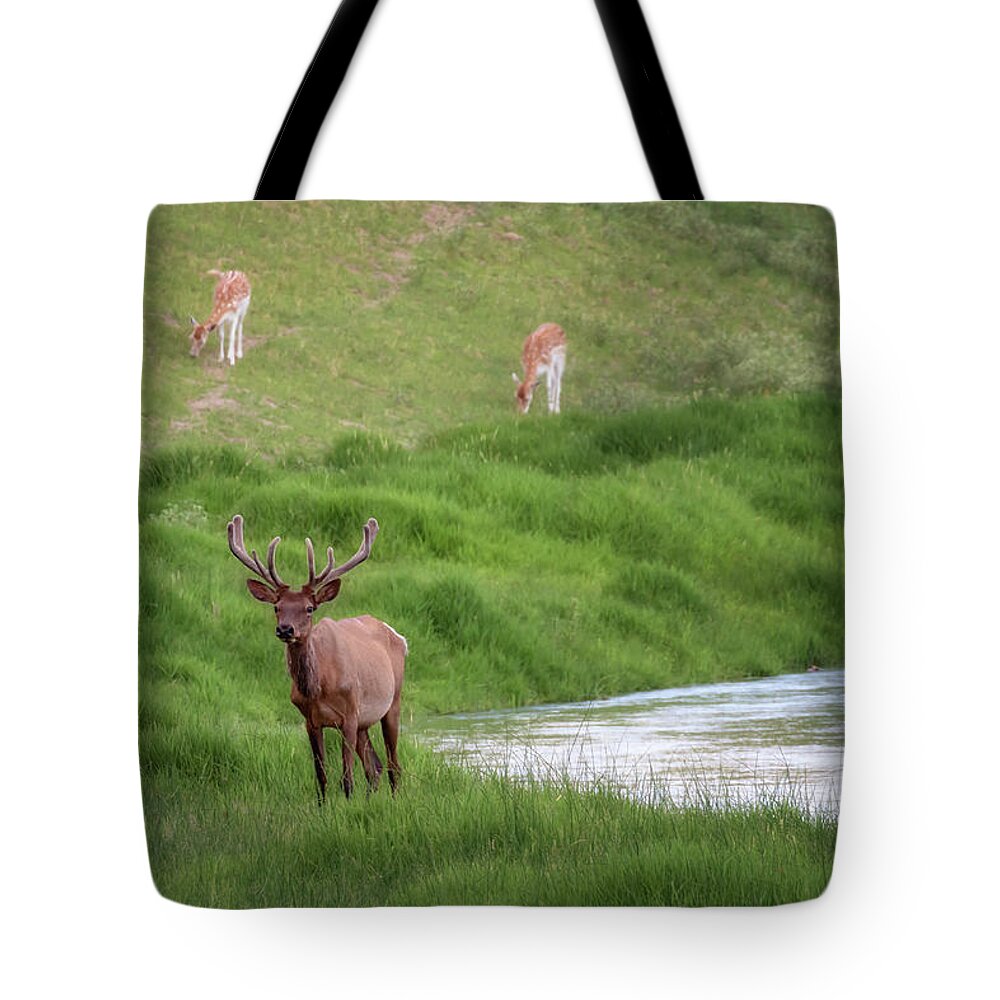 Elk Tote Bag featuring the photograph Elk on the Middle Loup - Nebraska Sandhills by Susan Rissi Tregoning