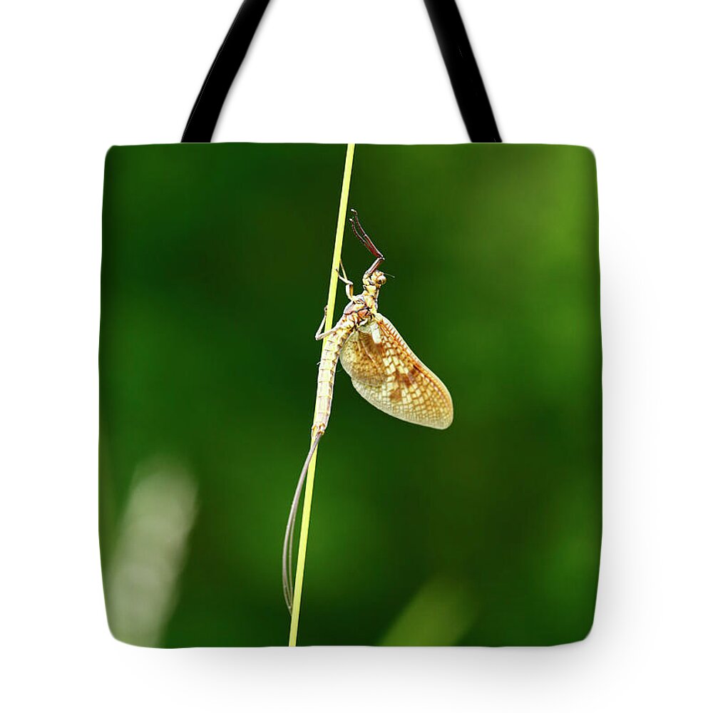 Mayfly Tote Bag featuring the photograph Emerging Mayfly subimago by James Brunker