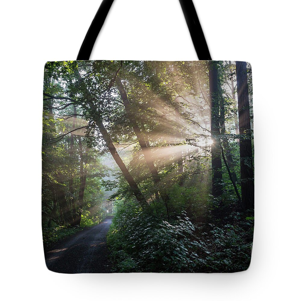 Magic Tote Bag featuring the photograph Enchanting sunlight in the forest 2 by Adriana Mueller
