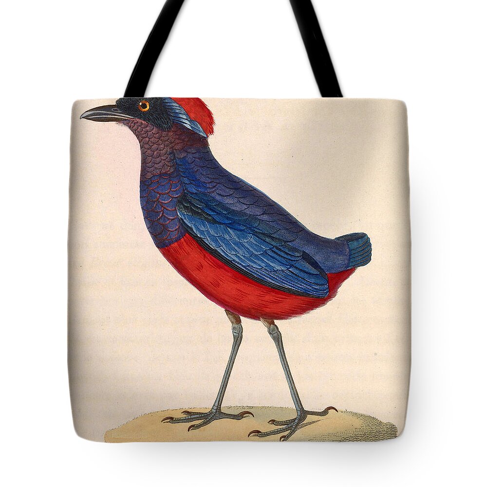 Nicolas Huet The Younger Tote Bag featuring the drawing Erythropitta granatina by Nicolas Huet the Younger