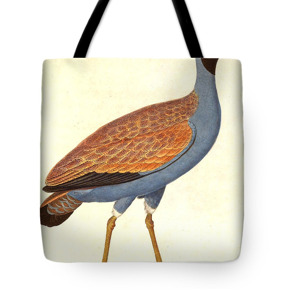 Nicolas Huet The Younger Tote Bag featuring the drawing Eupodotis caerulescens by Nicolas Huet the Younger