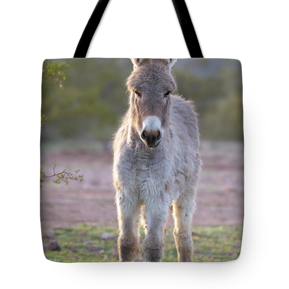 Wild Burro Tote Bag featuring the photograph Evening Friend by Mary Hone