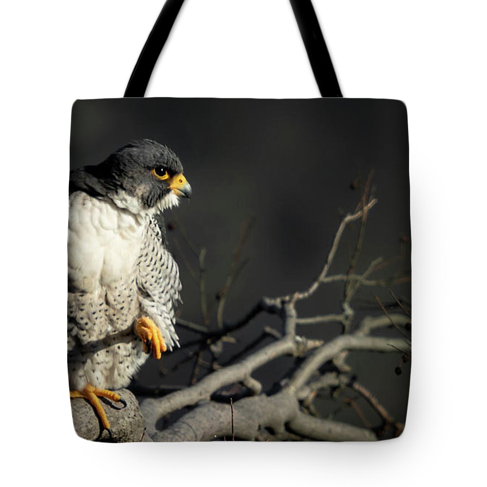 Falcon Tote Bag featuring the photograph Eye of Steel by Alyssa Tumale